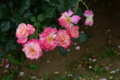 [京成バラ園 2015年5月][バラ]