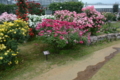 [京成バラ園 2015年5月][バラ]