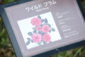 [京成バラ園 2015年5月][バラ]