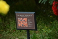 [京成バラ園 2015年5月][バラ]