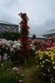 [京成バラ園 2015年5月][バラ]