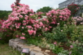 [京成バラ園 2015年5月][バラ]