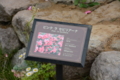 [京成バラ園 2015年5月][バラ]