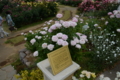 [京成バラ園 2015年5月][バラ]