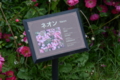 [京成バラ園 2015年5月][バラ]