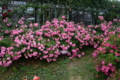 [京成バラ園 2015年5月][バラ]