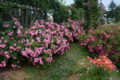 [京成バラ園 2015年5月][バラ]