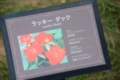 ラッキーダック[京成バラ園 2015年5月][バラ]