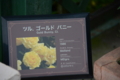 つるゴールドバニー[京成バラ園 2015年5月][バラ]