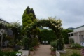 ツルゴールドバニー[京成バラ園 2015年5月][バラ]