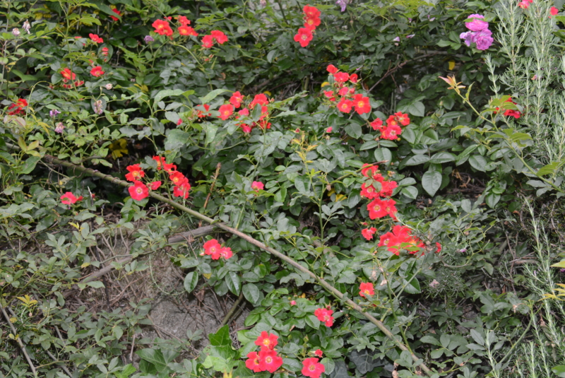 f:id:rotling:20150530124307j:image