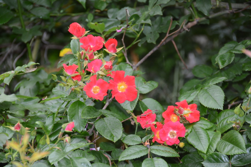 f:id:rotling:20150530124309j:image