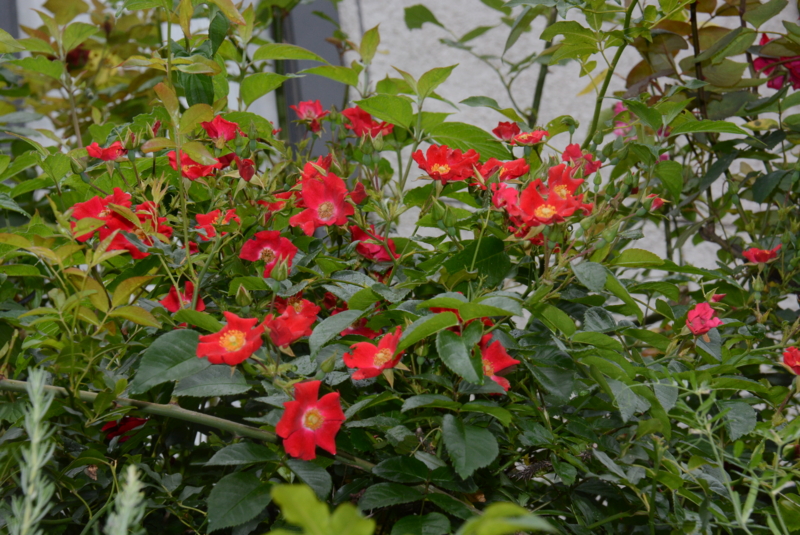 f:id:rotling:20150530124315j:image