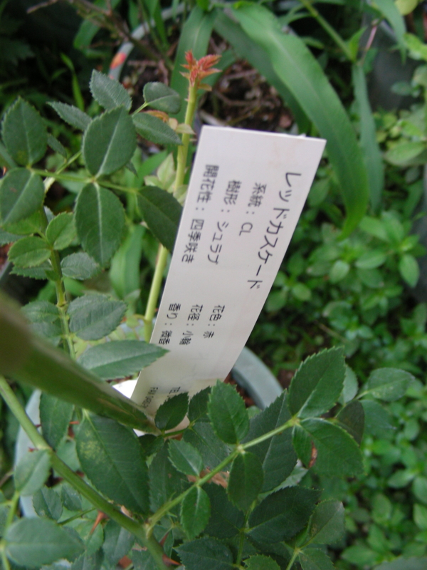 f:id:rotling:20150626180336j:image