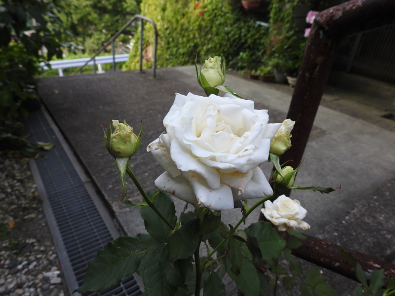 f:id:rotling:20150710181032j:image