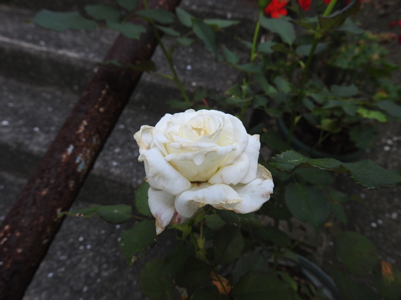 f:id:rotling:20150710181036j:image