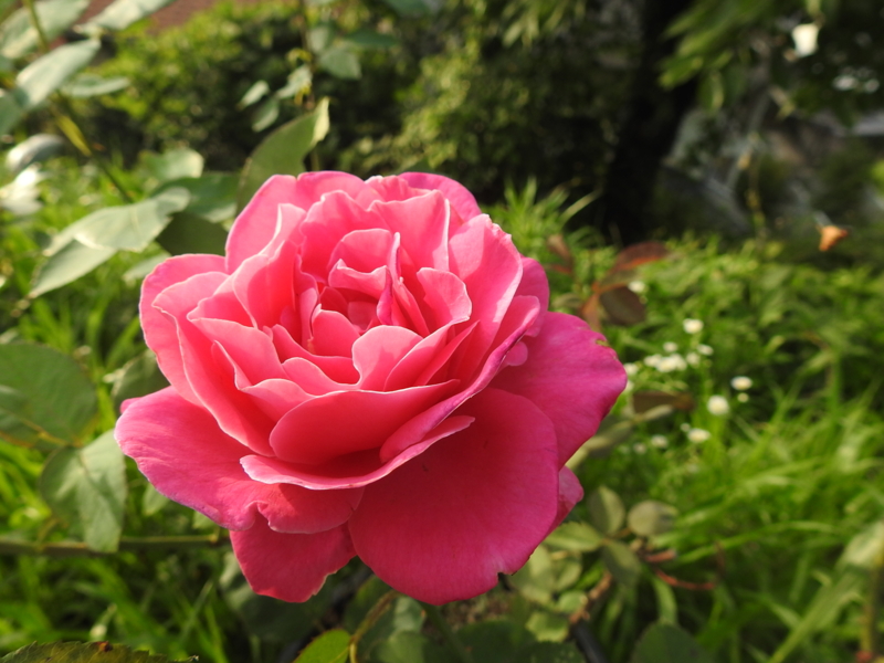 f:id:rotling:20150710181213j:image