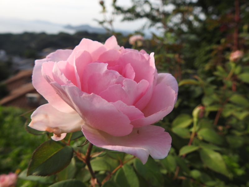 f:id:rotling:20150710181232j:image