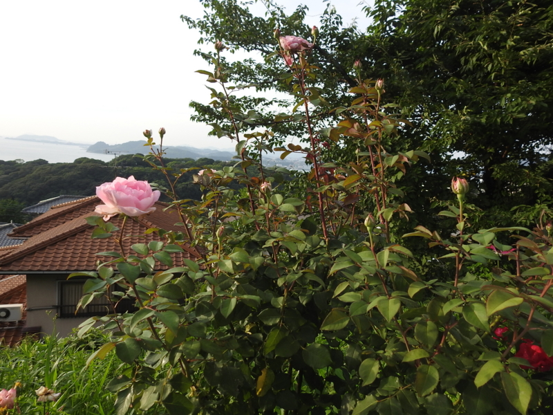 f:id:rotling:20150710181238j:image