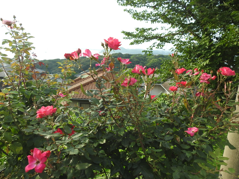 f:id:rotling:20150710181245j:image