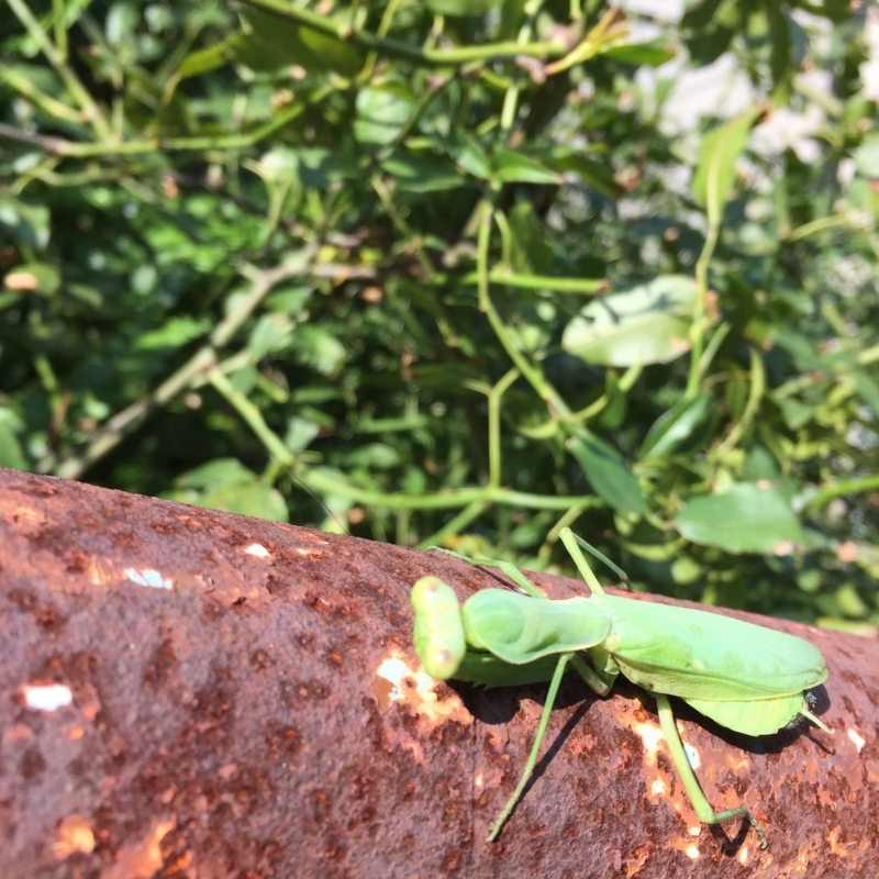 カマキリ