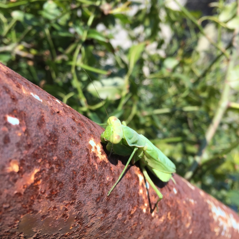 カマキリ