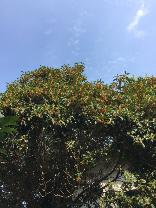 f:id:rotling:20151009135635j:image