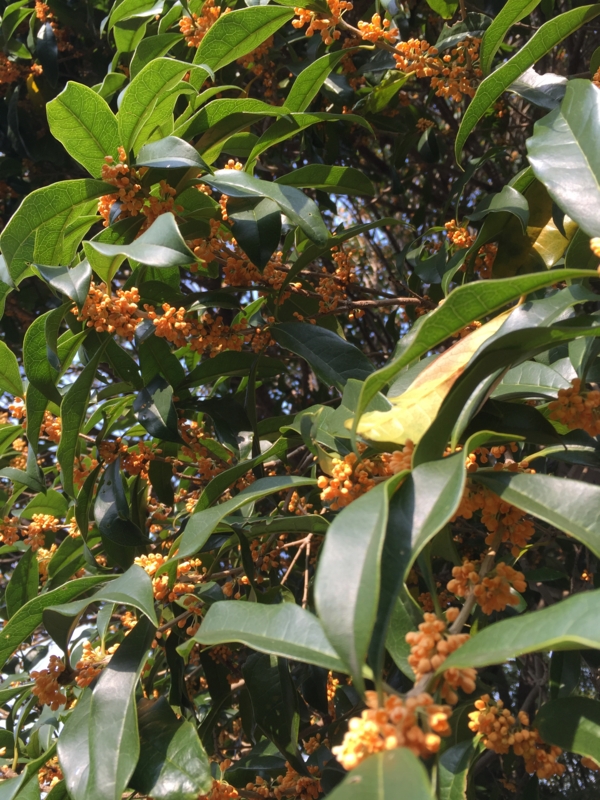 f:id:rotling:20151009135643j:image