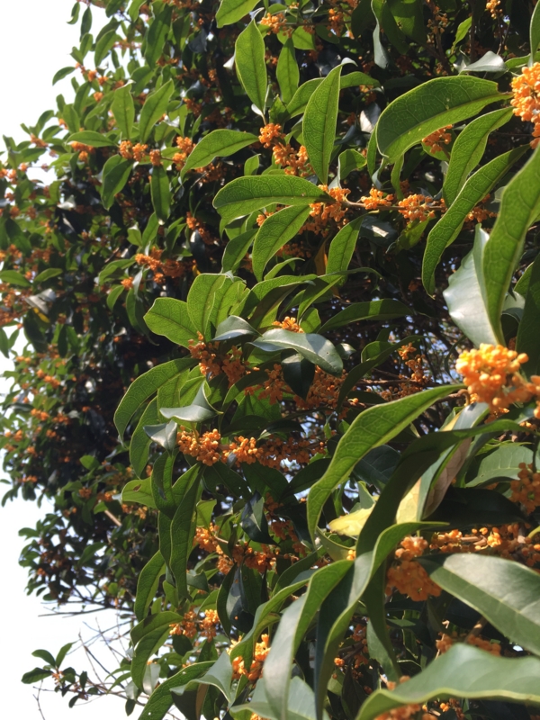 f:id:rotling:20151009135645j:image