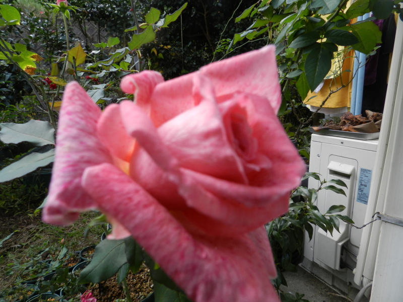 f:id:rotling:20151116095203j:image