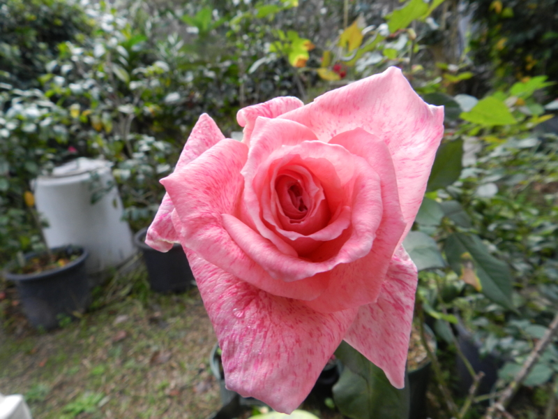 f:id:rotling:20151116095207j:image