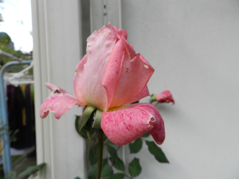 f:id:rotling:20151116095211j:image