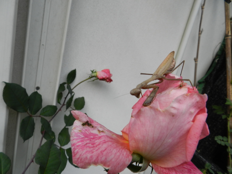 f:id:rotling:20151116095347j:image