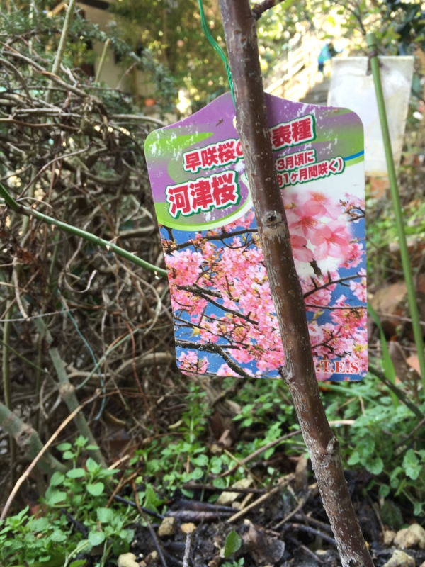 f:id:rotling:20160305134222j:image