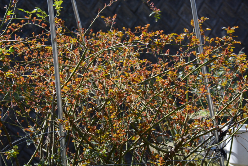 f:id:rotling:20160315101833j:image