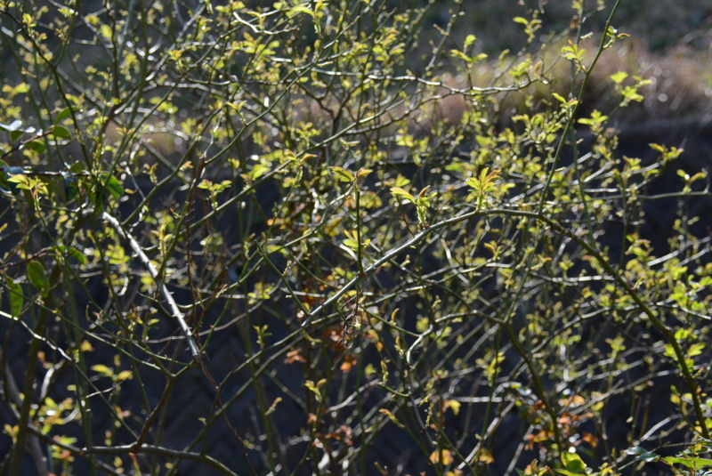 f:id:rotling:20160315101835j:image