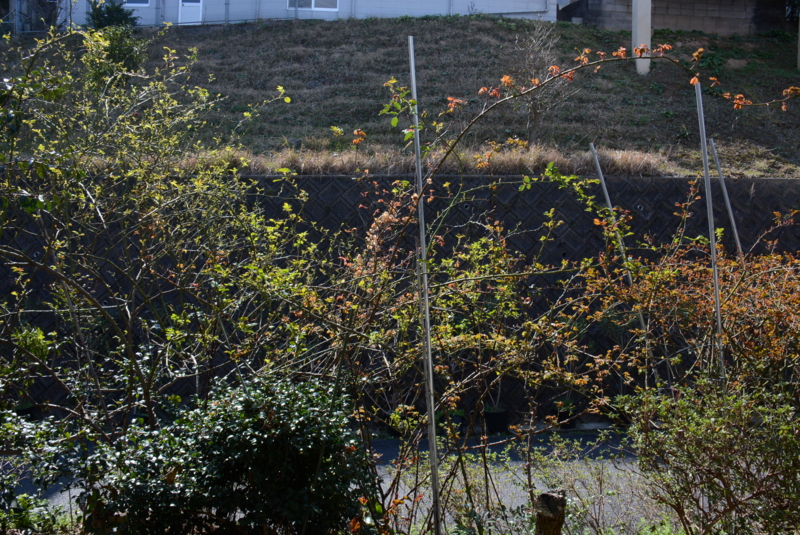 f:id:rotling:20160315101838j:image