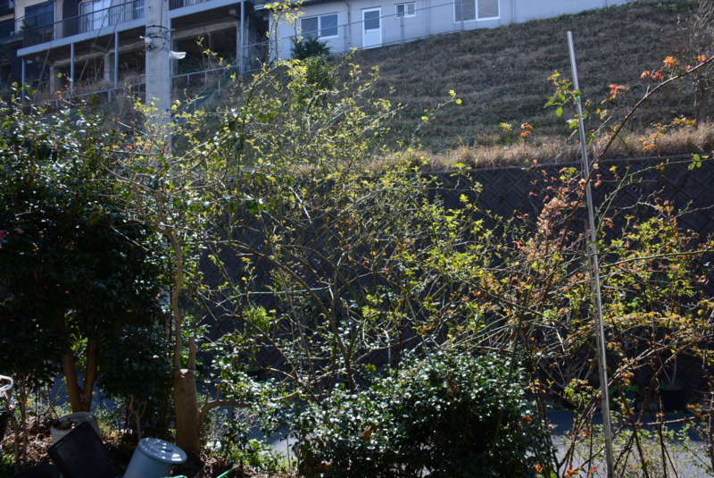 f:id:rotling:20160315101840j:image