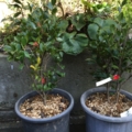 ユーレタイド　サザンカ
