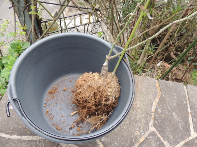 f:id:rotling:20160330090129j:image