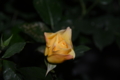 20160428174131