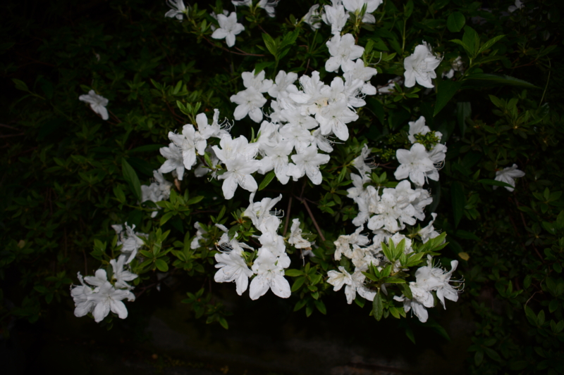 f:id:rotling:20160428174229j:image
