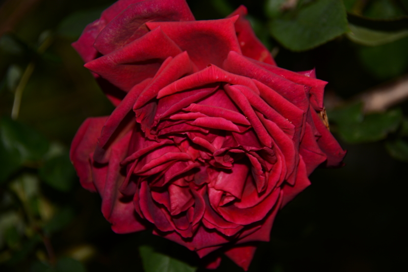 f:id:rotling:20160428174234j:image