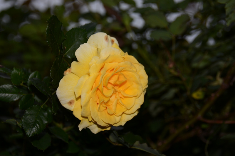 f:id:rotling:20160428174242j:image