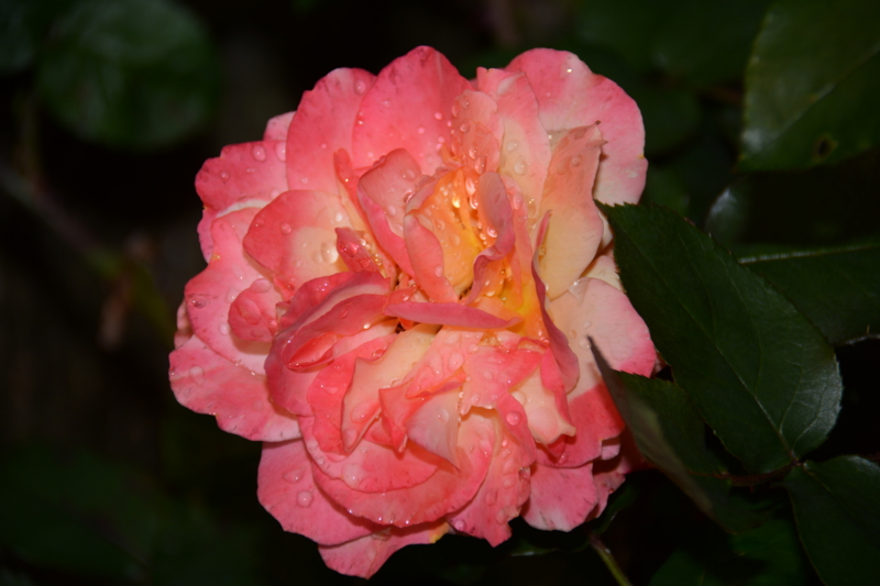 f:id:rotling:20160503182727j:image