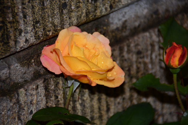 f:id:rotling:20160503182730j:image