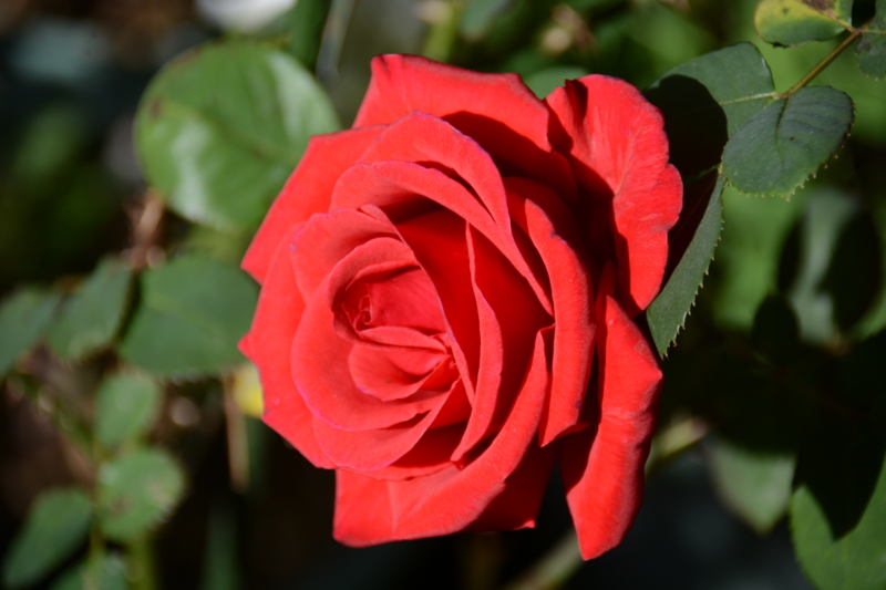 f:id:rotling:20160505082815j:image