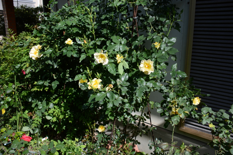 f:id:rotling:20160505082903j:image