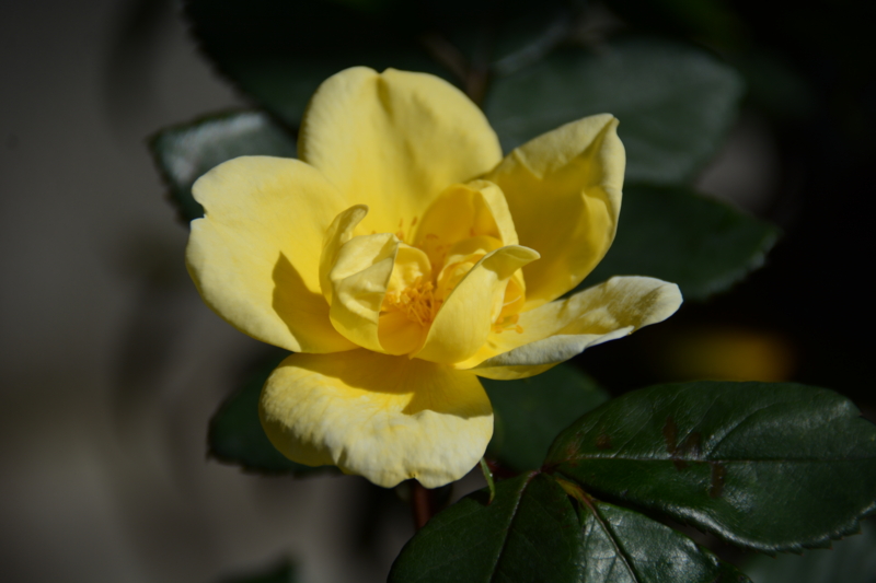 f:id:rotling:20160505082913j:image