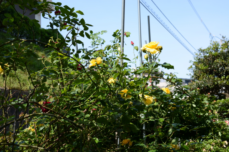 f:id:rotling:20160505083036j:image